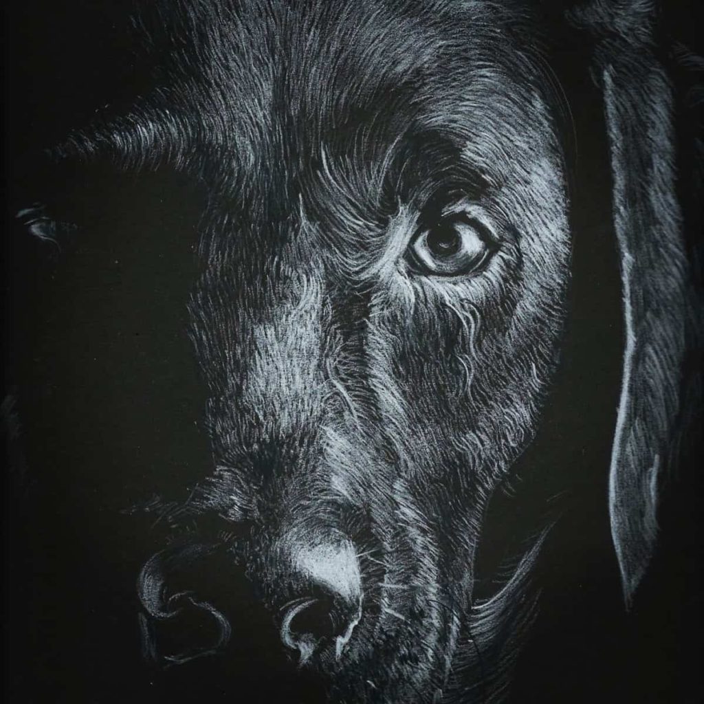 Drawing of a dog on black paper. Pencil drawing of face of a dog with white pencil.