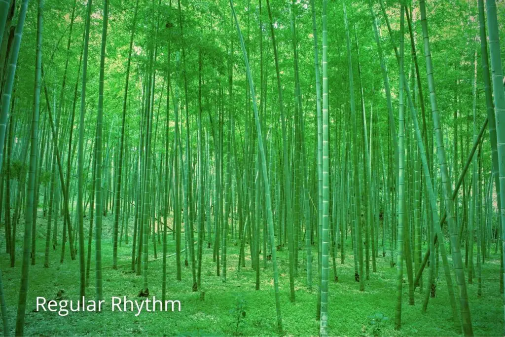 Image of Bamboo Forest which depicts the regular rhythm in art