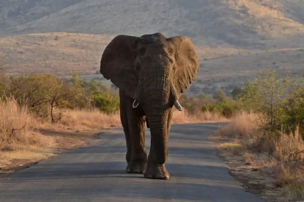Photo of Elephant walking on the road