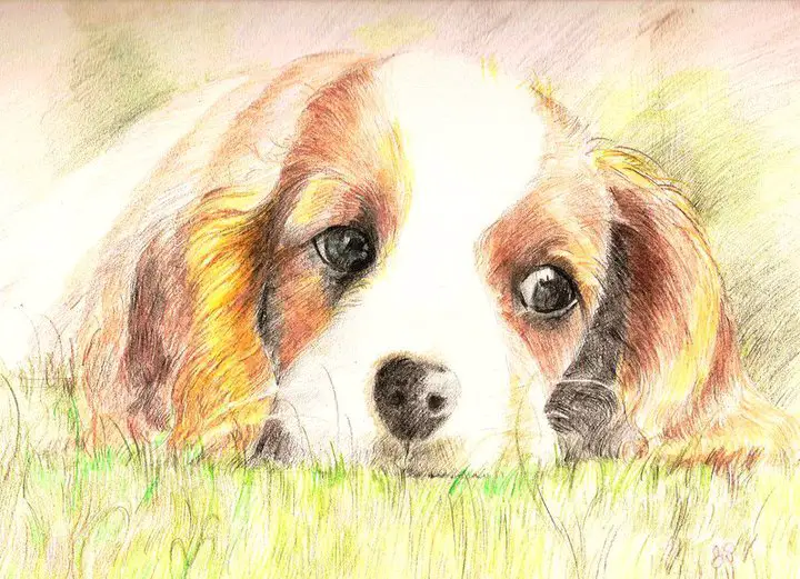 Color pencil drawing of a Puppy