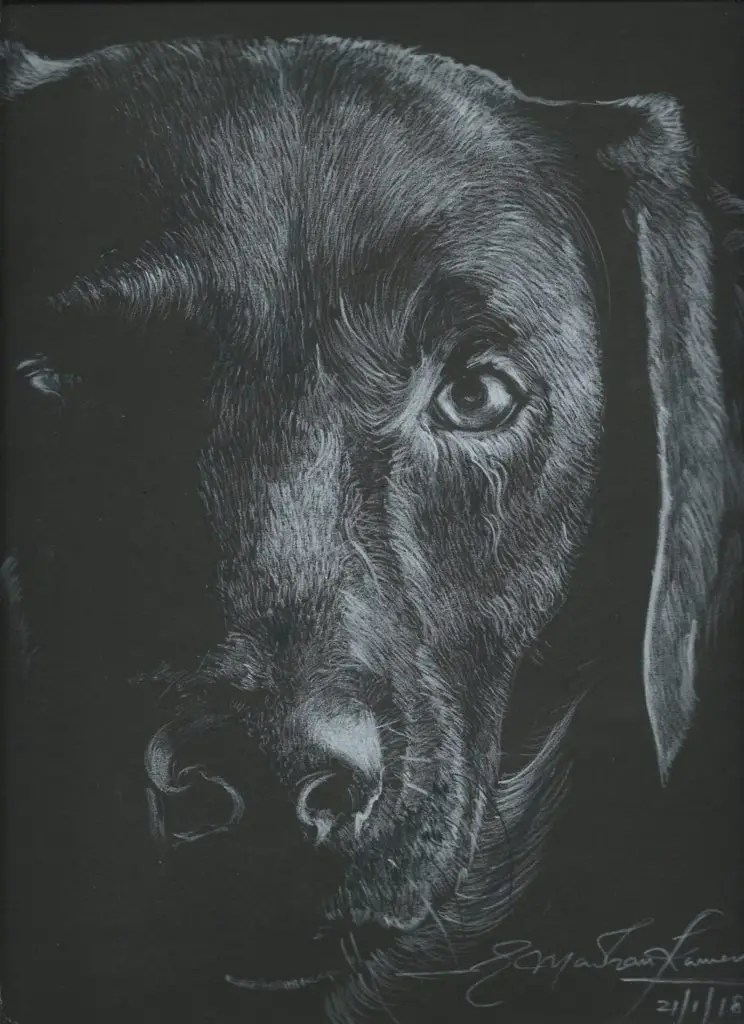 White pencil drawing on black paper of a dog face